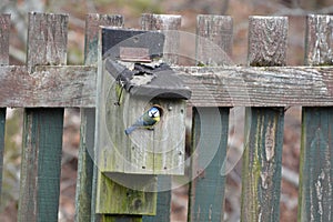 Blue tit (Cyanistes caeruleus) bird holding onto nestbox looking at the viewer