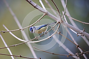 Blue tit Cyanistes caeruleus on a branch in winter