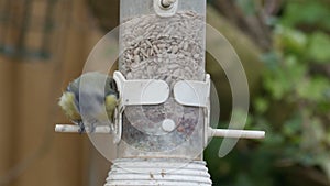 Blue tit (Cyanistes caeruleus) on feeder