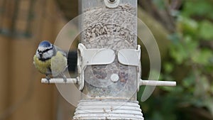 Blue tit (Cyanistes caeruleus) on feeder