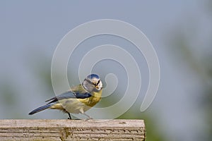 Blue Tit Cyanistes Caeruleus feeding family