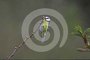 A Blue Tit - Cyanistes Caeruleus - Feeding on insects among Tree Buds