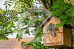 Blue tit, cyanistes caeruleus, flying into nest box with food