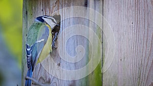 Blue tit, Cyanistes caeruleus inspecting a nest box