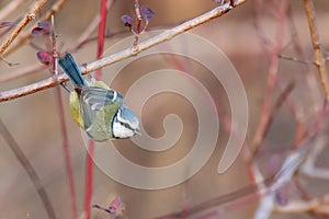 Blue tit, Cyanistes caeruleus, in natural habitats