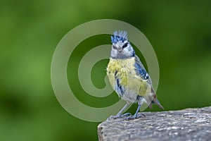 Blue tit Cyanistes caeruleus in nature. Detail