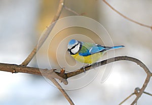 Blue tit Cyanistes caeruleus (Paridae)