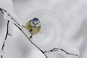 Blue tit Cyanistes caeruleus or Parus caeruleus Wildlife photo