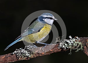 Blue Tit (Cyanistes caeruleus) on Perch.