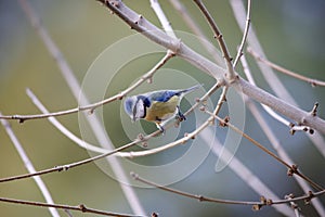 Blue tit Cyanistes caeruleus perched on a branch