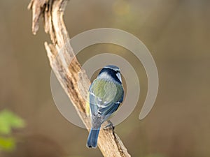 Blue tit Cyanistes caeruleus, showing its beautiful colorful back while sitting on a branch. Soft background.