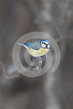 Blue tit, Cyanistes caeruleus sitting on a branch