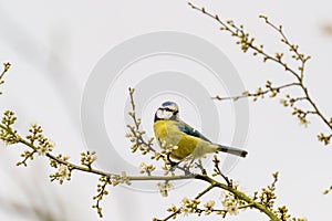 Blue Tit (Cyanistes caeruleus) sitting on the end of a twig, taken in London