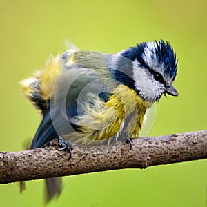 Blue tit Cyanistes caeruleus sitting on a stick on a green background