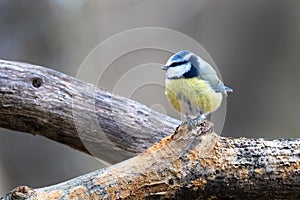 Blue Tit, Cyanistes caeruleus Sitting on a Stump in the Forest