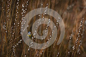 Blue tit (Cyanistes caeruleus) sitting on a willow branch