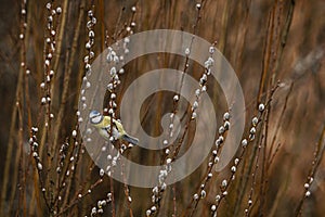 Blue tit (Cyanistes caeruleus) sitting on a willow branch