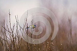 Blue tit (Cyanistes caeruleus) sitting on a willow branch- spring is coming