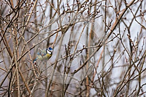 Blue tit (Cyanistes caeruleus) sitting on a willow branch - spring is coming