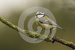 Blue Tit, Cyanistes caeruleus, Tomtit