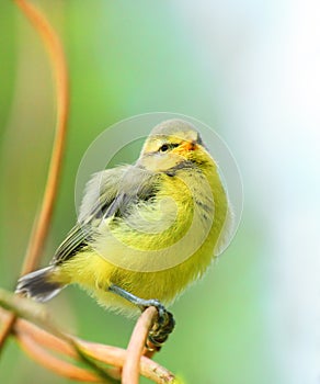 The Blue Tit (Cyanistes caeruleus) young birdie. photo