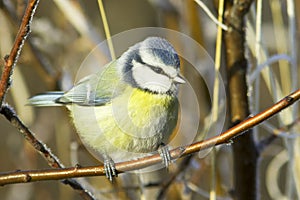 Blue tit / Cyanistes (Parus) caeruleus photo