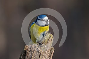 Blue tit on dry stump