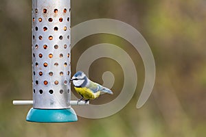 Blue tit eating from a bird feeder