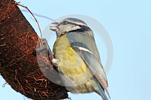 Blue tit eating lard