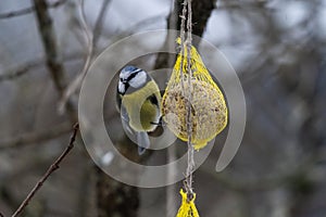 Blue tit eating from a seed ball in winter..