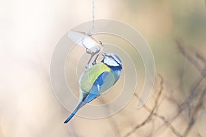 Blue tit eats fat on a winter feeder