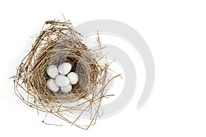 Blue Tit Eggs in Spring Bird Nest