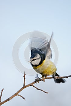 Blue Tit with extended wings