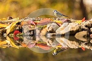 Blue tit on a feader an autumns day