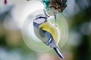 Blue tit is feeding and observes