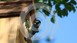 Blue Tit feeding young at nest box entrance.