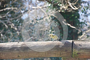 Blue tit on fence with moss for building nest