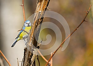 Blue tit on the fence