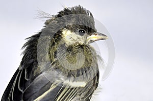 Blue Tit Fledgling