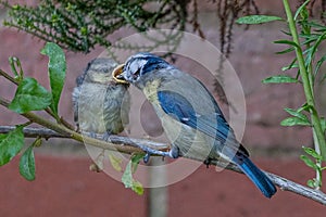 Blue tit fledgling, cyanistes caeruleus, being fed suet feed by adult bird, Hertfordshire, UK