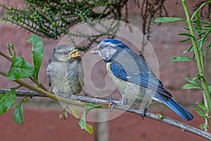 Blue tit fledgling, cyanistes caeruleus, being fed suet feed by adult bird, Hertfordshire, UK