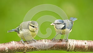 Blue tit fledgling and mother bird.