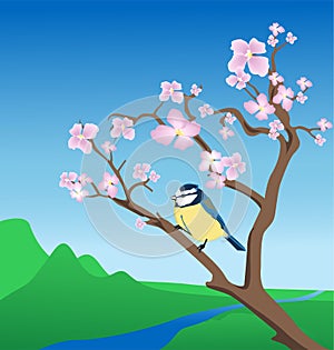 Blue Tit on flowering branch