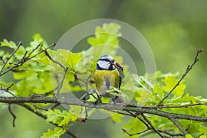 A blue tit with food in its beak