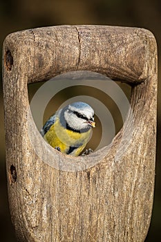 Blue tit and fork handle