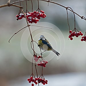 Blue tit on frosted branch