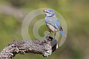 Blue tit, the funniest blue bird around.