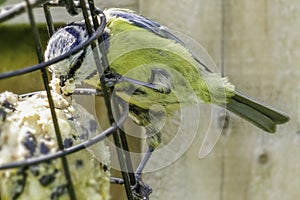 Blue Tit Gathering Food for Young Chicks