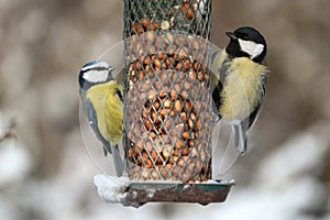 Blue tit and great tit birds on feeder