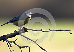 Blue-Tit on Hawthorn